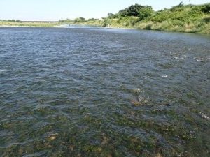 多摩川 アユ 南武の釣り