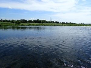 多摩川 アユ 南武の釣り