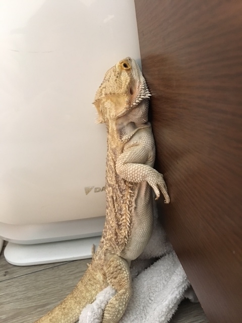 フトアゴヒゲトカゲ巾着