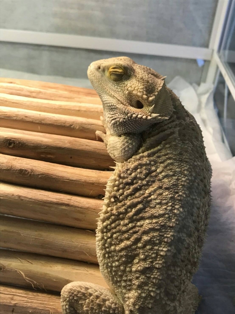 フトアゴヒゲトカゲこむぎ じーっと見てくる フトアゴヒゲトカゲ飼育日記
