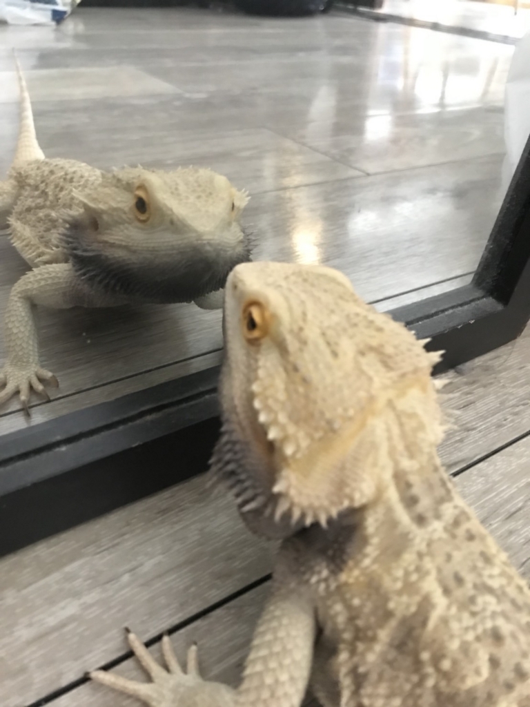 フトアゴヒゲトカゲこむぎ 初めての威嚇 フトアゴヒゲトカゲ飼育日記