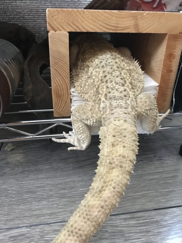 フトアゴヒゲトカゲこむぎ 暗くなると、寝る? - 20180717154450 フトアゴヒゲトカゲこむぎ 暗くなると、寝る? - 20180717154450