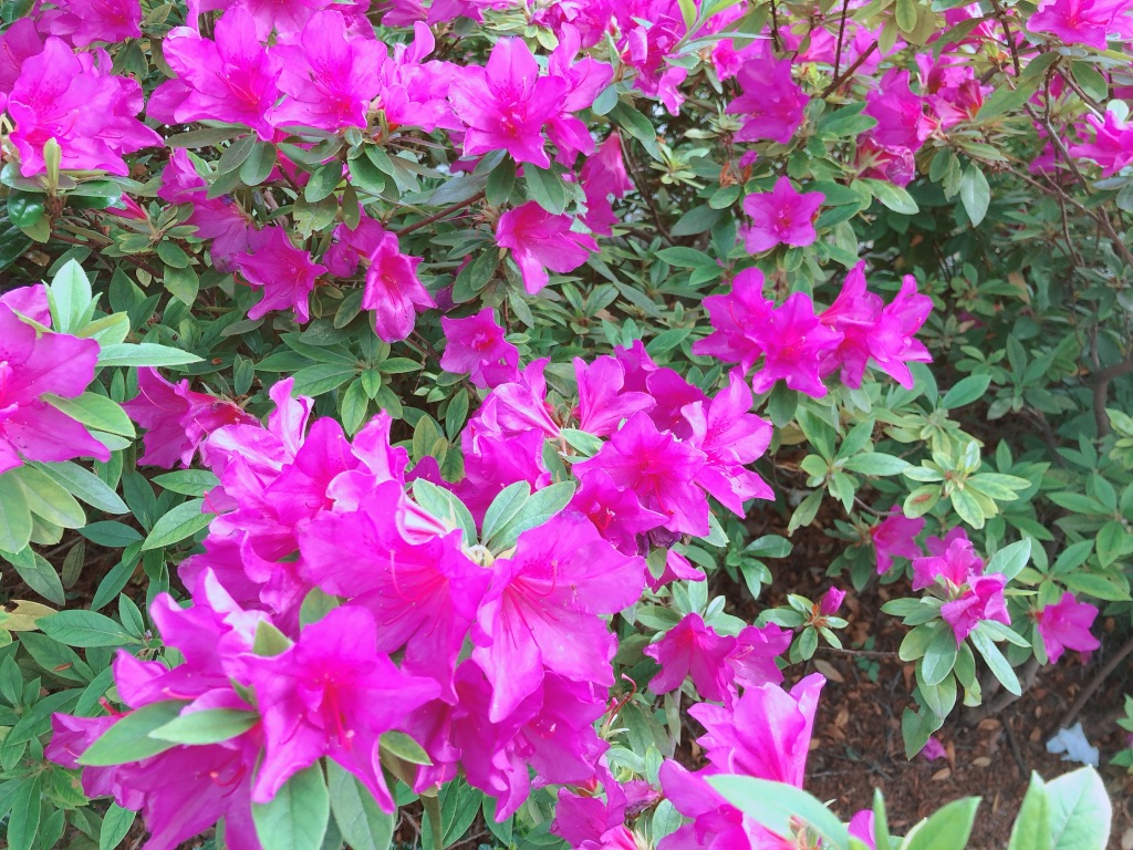 f:id:nami11star:20200505093523j:plain f:id:nami11star:20200505093523j:plain