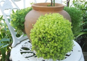 f:id:nami_eda:20090514155754j:image