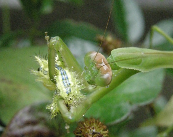 旧暦葉月廿日 カマキリがイラガを食べる図 My Gardening Life 一行日記 旧暦葉月廿日 カマキリがイラガを食べる図 My Gardening Life 一行日記