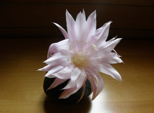 f:id:nami_eda:20170618100459j:image