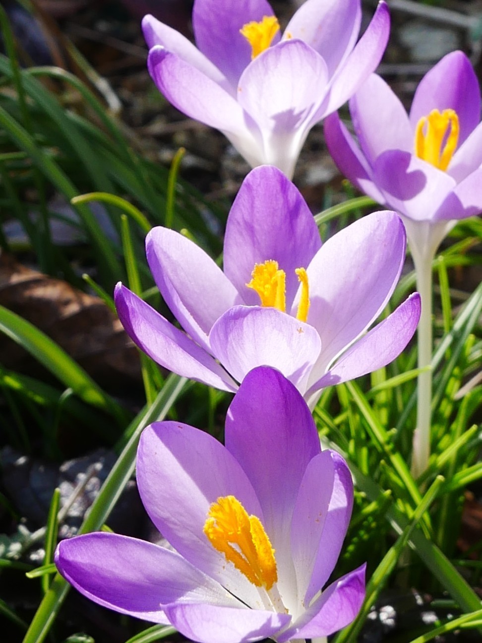 f:id:nami_eda:20200307150807j:image f:id:nami_eda:20200307150807j:image