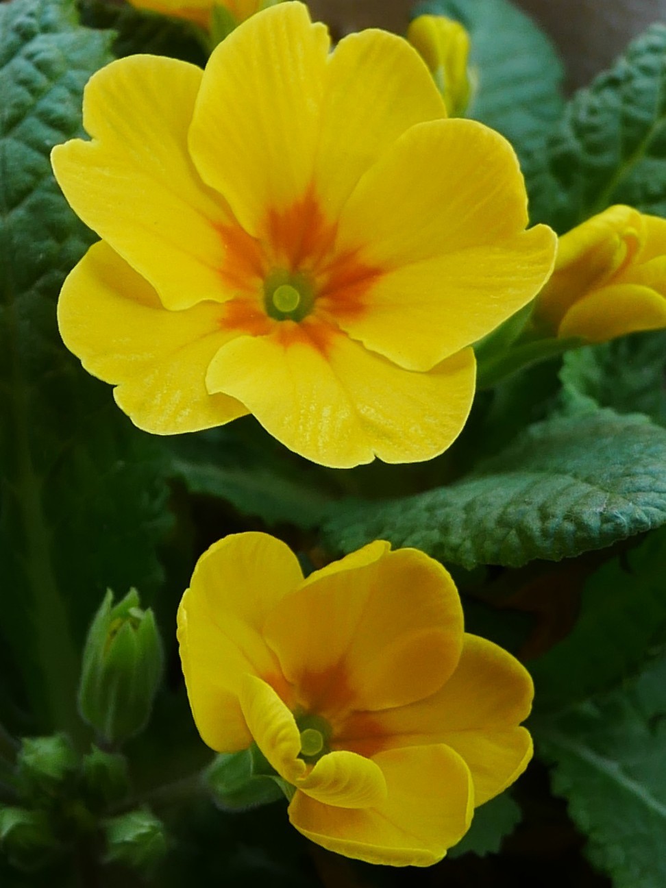 f:id:nami_eda:20200307150922j:image f:id:nami_eda:20200307150922j:image