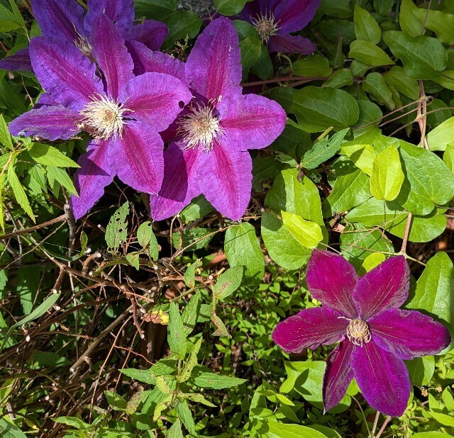 f:id:nami_eda:20250508161824j:image f:id:nami_eda:20250508161824j:image