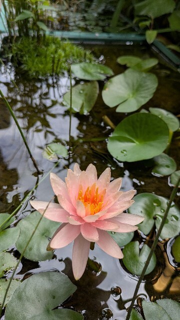 f:id:nami_eda:20250721153954j:image f:id:nami_eda:20250721153954j:image
