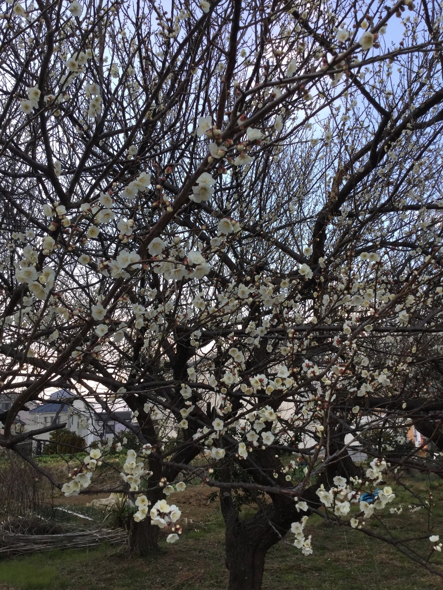 f:id:namie-aoi:20190313234602j:plain f:id:namie-aoi:20190313234602j:plain