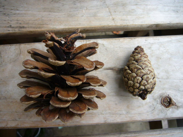 まつぼっくり生け花 - 街の木コレクション