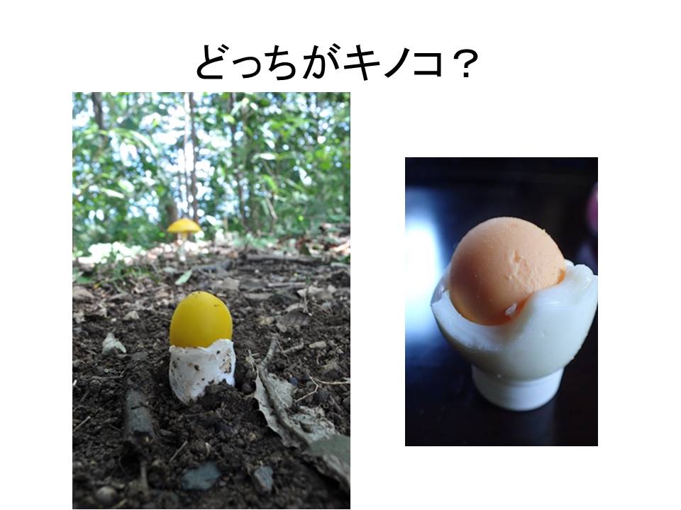 樹木医的 クイズ 毒キノコはどれ 街の木コレクション