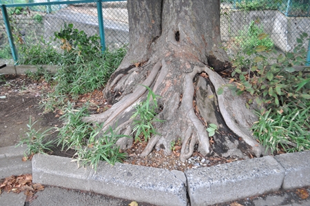 ケヤキの根元12年 - 街の木コレクション