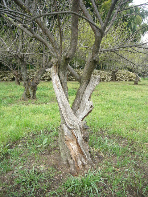 f:id:namife:20200629160134j:plain f:id:namife:20200629160134j:plain