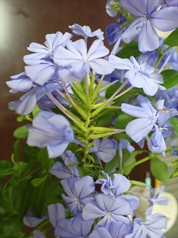 f:id:namife:20200714182112j:plain