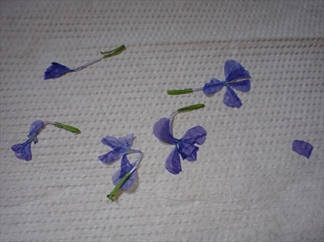 f:id:namife:20200714183131j:plain