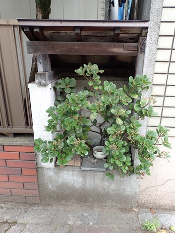 f:id:namife:20200820152951j:plain