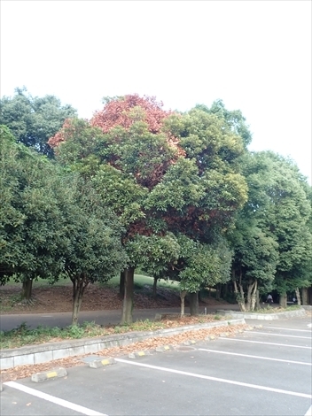 f:id:namife:20200826210108j:plain
