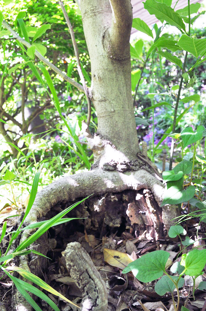 コブシのひこばえ15年 - 街の木コレクション