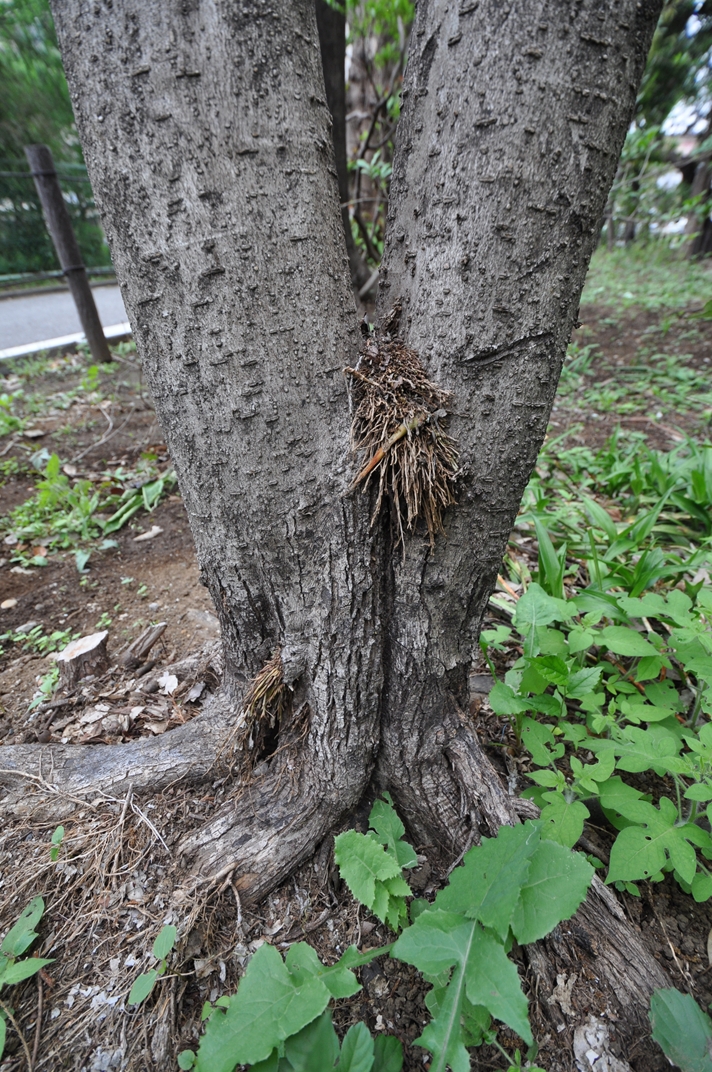 不定根と定根, 不定根 オーキシン | 植物の根について – TSCPU