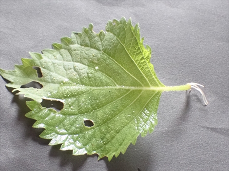 葉っぱの根っこはどうなったのか - 街の木コレクション