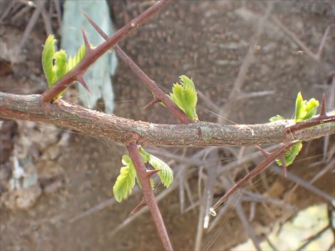 サイカチの芽吹き - 街の木コレクション