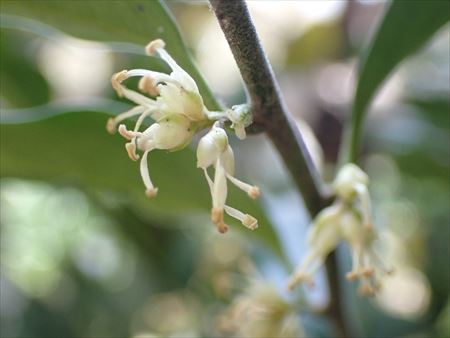 赤塚植物園でにおいと手触り 街の木コレクション