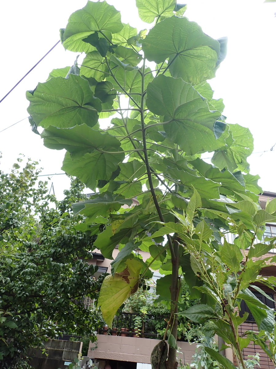 夏は巨大化キリの木 - 街の木コレクション