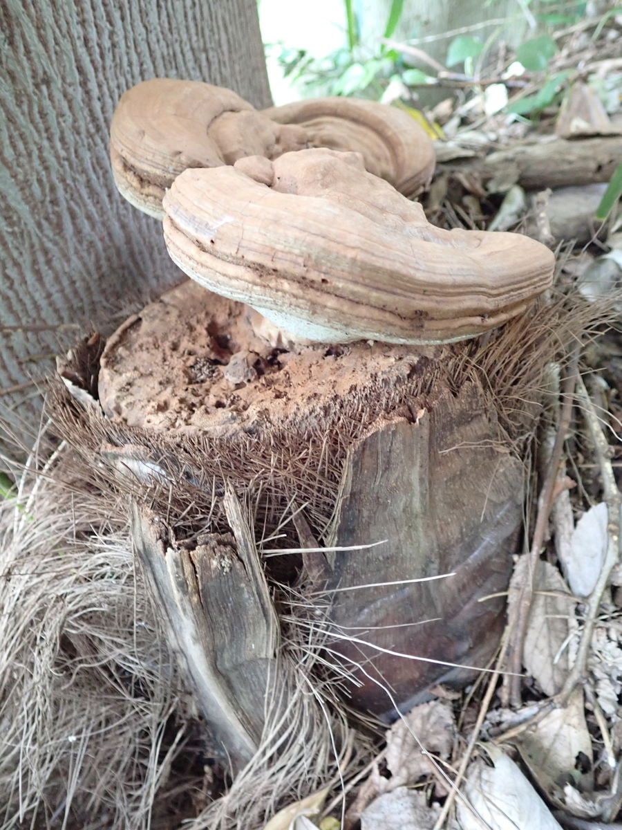 さるのこしかけ(古い) ×3つ