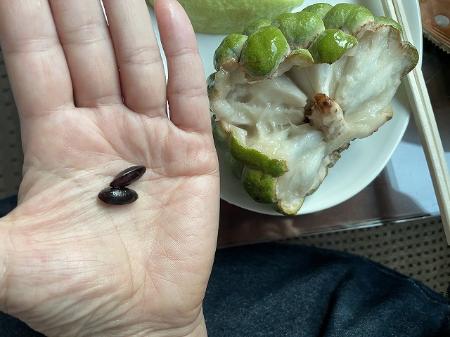 台湾で食べたフルーツ - 街の木コレクション