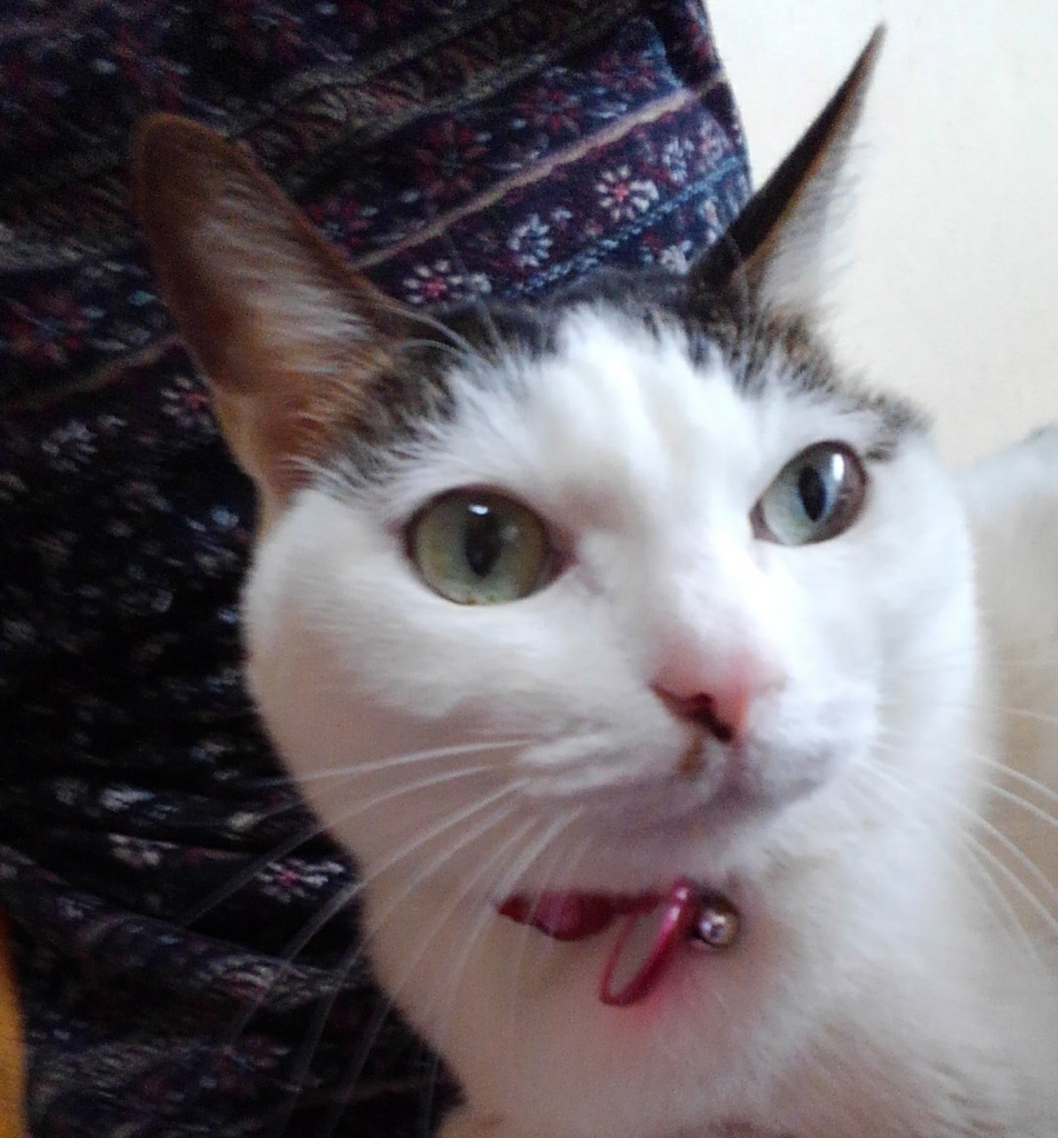 f:id:namihouse:20190301230729j:plain f:id:namihouse:20190301230729j:plain