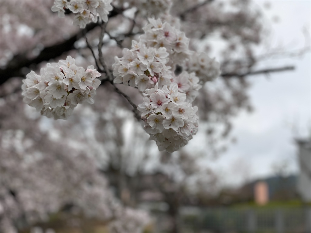 f:id:namimimi73:20220502181728j:image f:id:namimimi73:20220502181728j:image