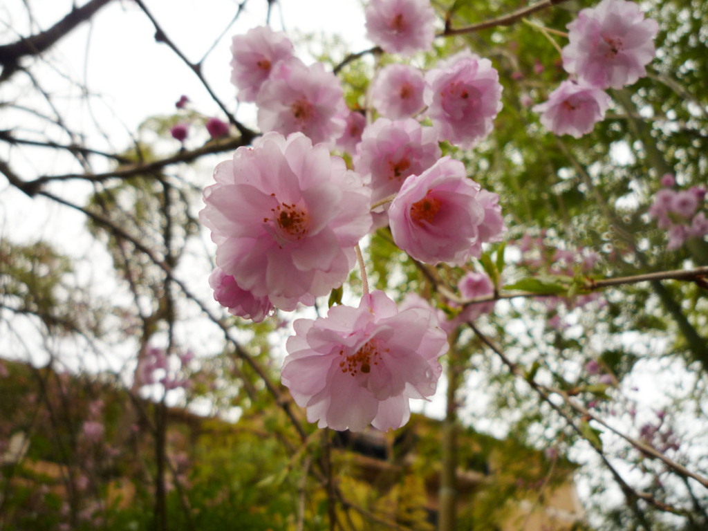 f:id:naminamimoyou:20170309232731j:plain f:id:naminamimoyou:20170309232731j:plain