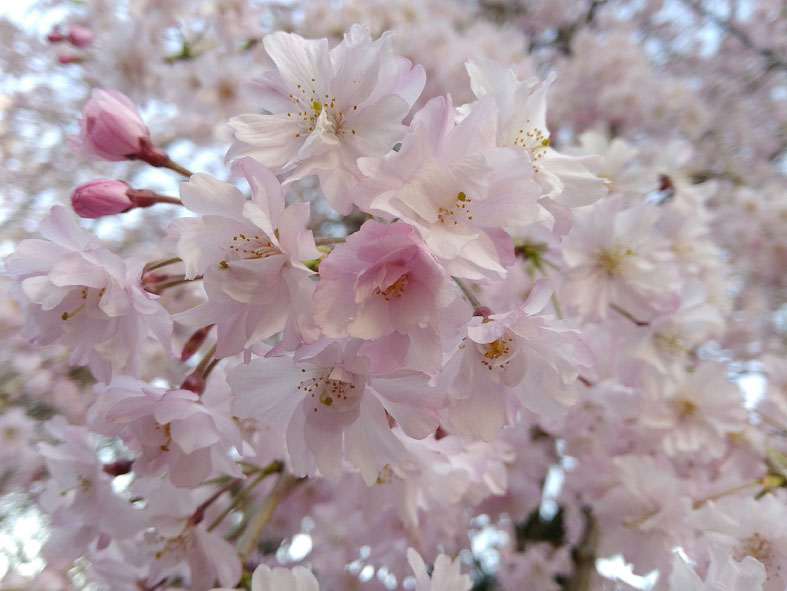 f:id:naminamimoyou:20180330205814j:plain f:id:naminamimoyou:20180330205814j:plain