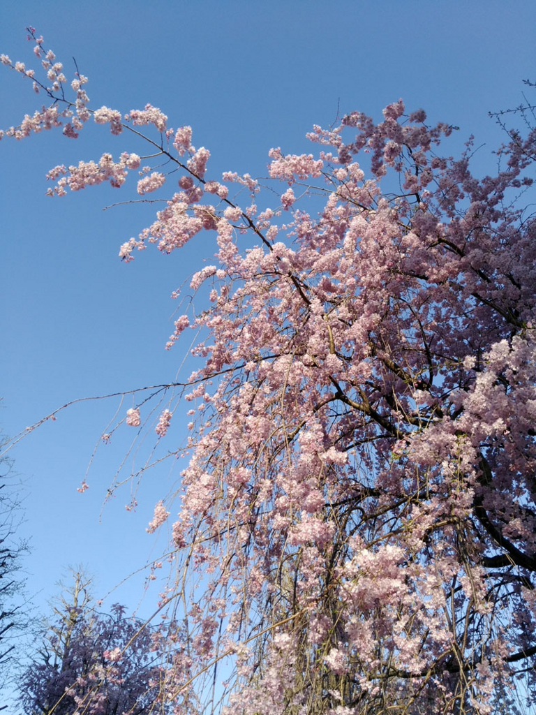 f:id:naminamimoyou:20180330205901j:plain f:id:naminamimoyou:20180330205901j:plain