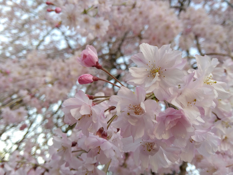 f:id:naminamimoyou:20180330210200j:plain f:id:naminamimoyou:20180330210200j:plain