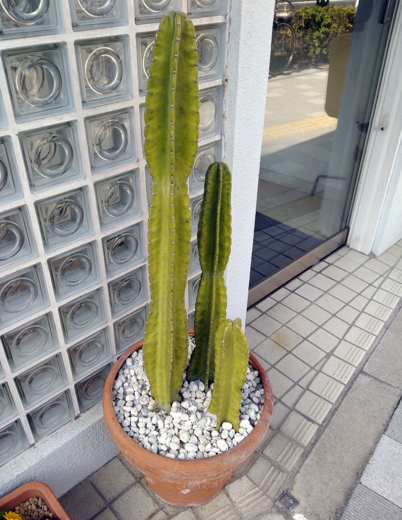 f:id:naminamimoyou:20180407224620j:plain