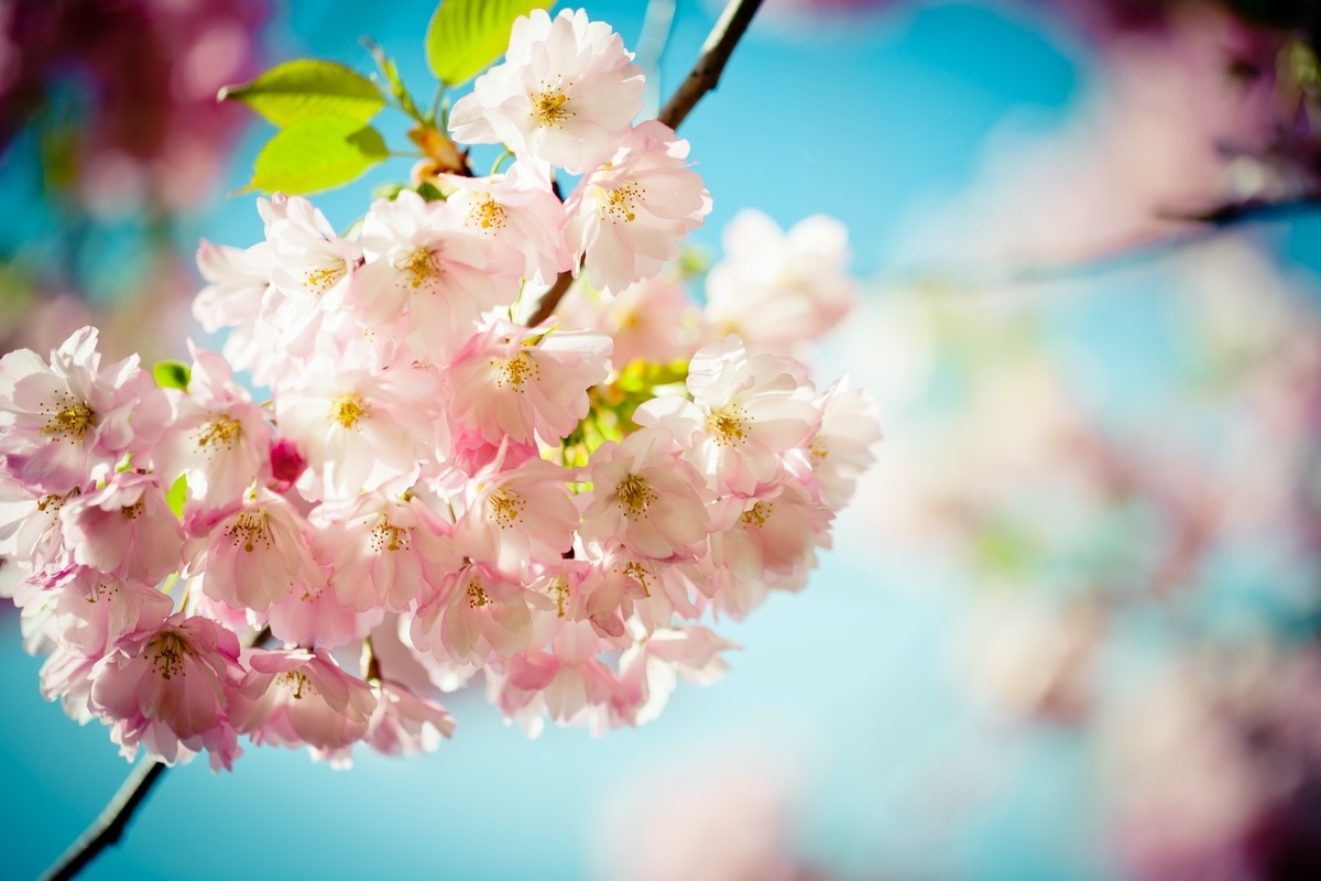 f:id:naminamimoyou:20210501165643j:plain