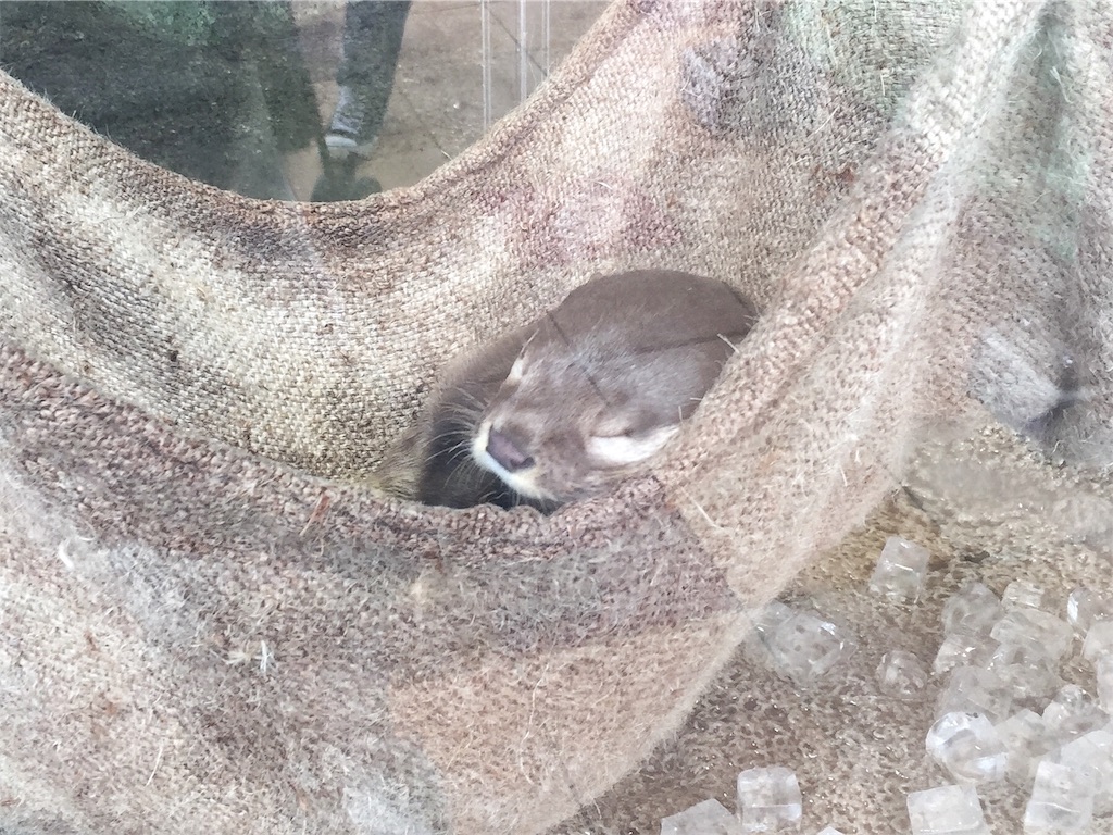 f:id:naminori_iruka:20180509190454j:image