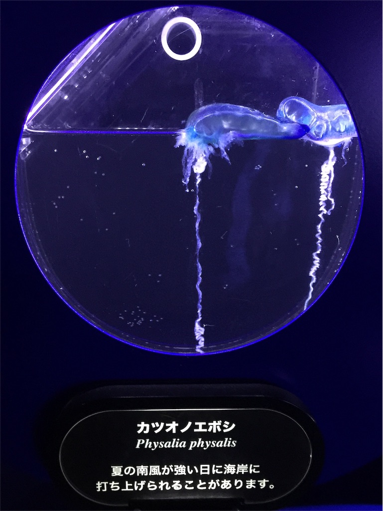 f:id:naminori_iruka:20180509190630j:image