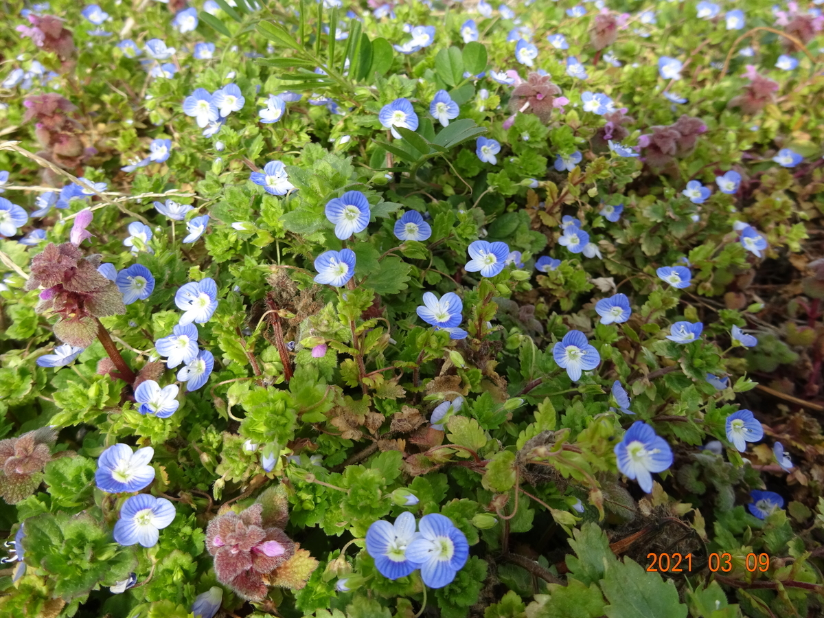 f:id:namiutsumisaki:20210309173756j:plain