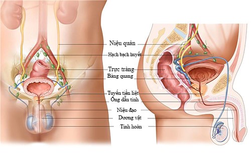 Phóng to Hình ảnh