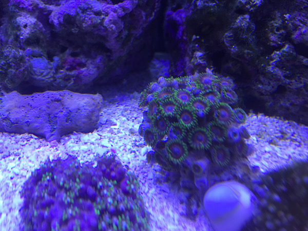 f:id:namnam05:20191203002241j:plain