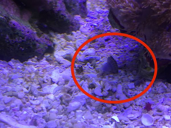 f:id:namnam05:20191203002303j:plain