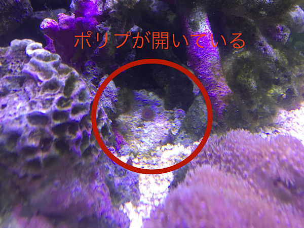 f:id:namnam05:20191203002314j:plain