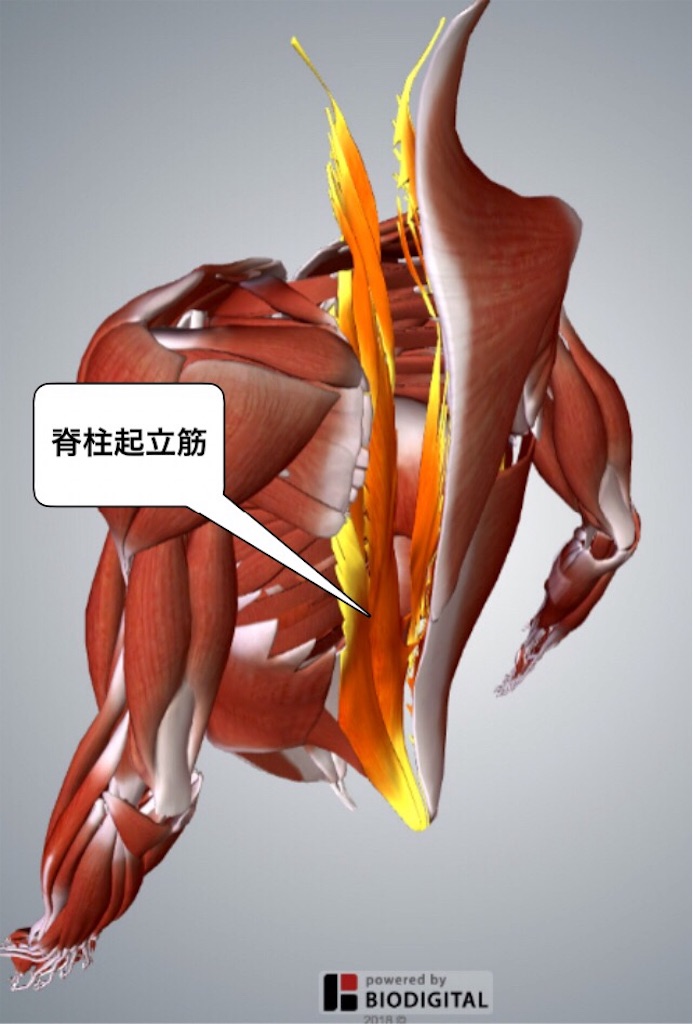 サブターゲットの筋肉 脊柱起立筋