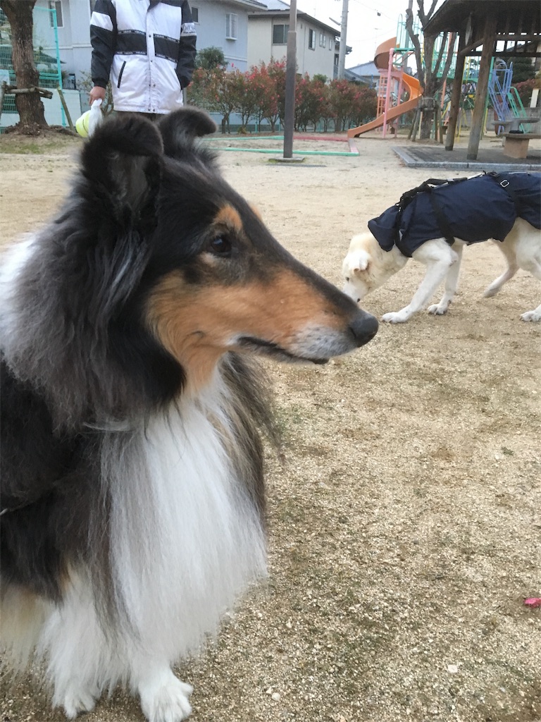 頑張ってます コリー犬ナナ 老犬ロッキーの思い出と 新しい家族
