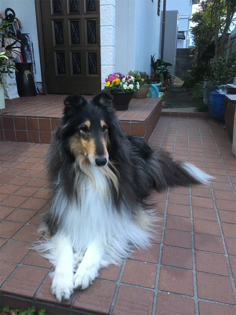 丸一年たちました コリー犬ナナ 老犬ロッキーの思い出と 新しい家族 丸一年たちました コリー犬ナナ 老犬ロッキーの思い出と 新しい家族