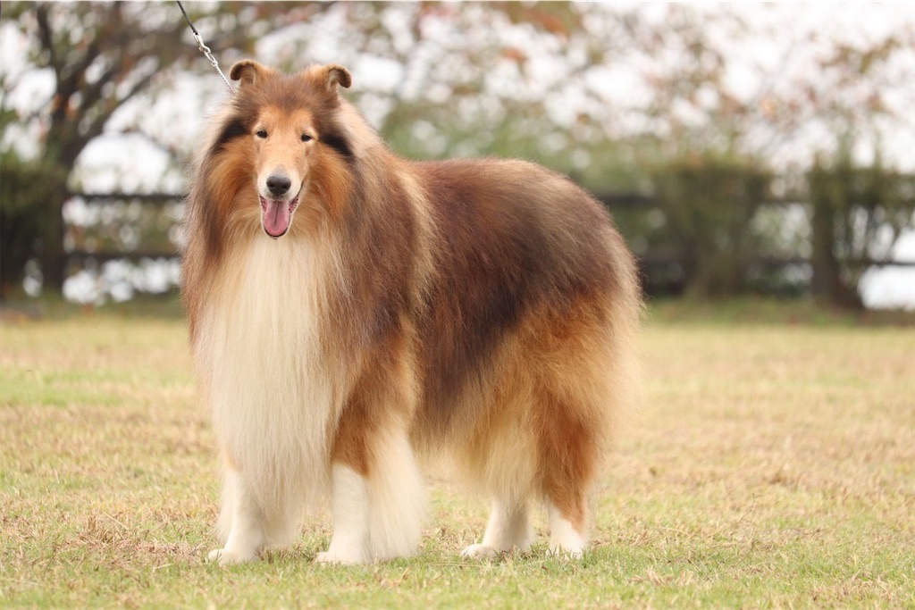 f:id:nana-collie:20241111204921j:image f:id:nana-collie:20241111204921j:image